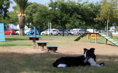 Dog parks: How to create a dog park in your city